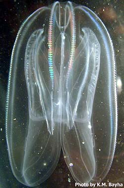 comb kayak jelly bioluminescence tour jellyfish jellies sea phylum ctenophora tours book kayaking creatures choose board biology underwater