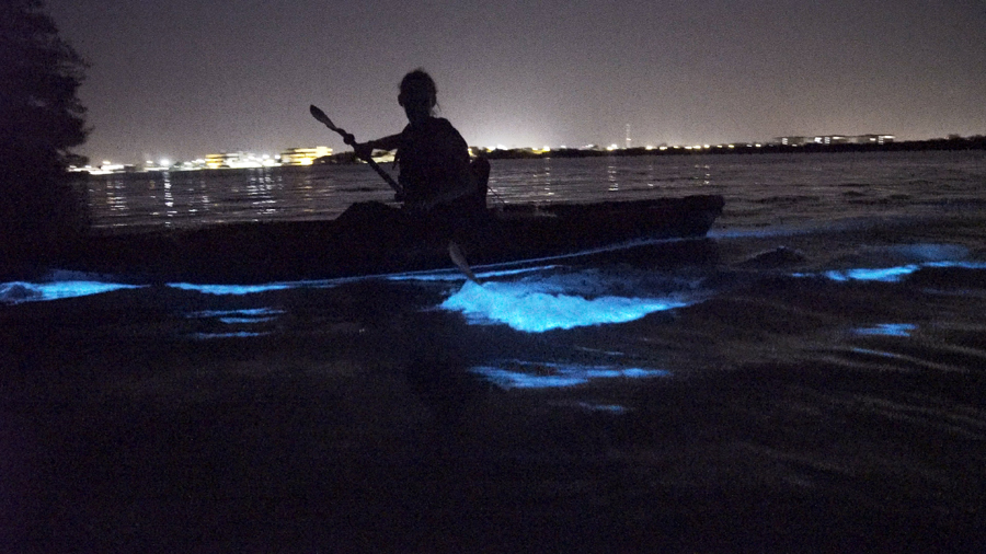 clear kayak bioluminescent tour vieques